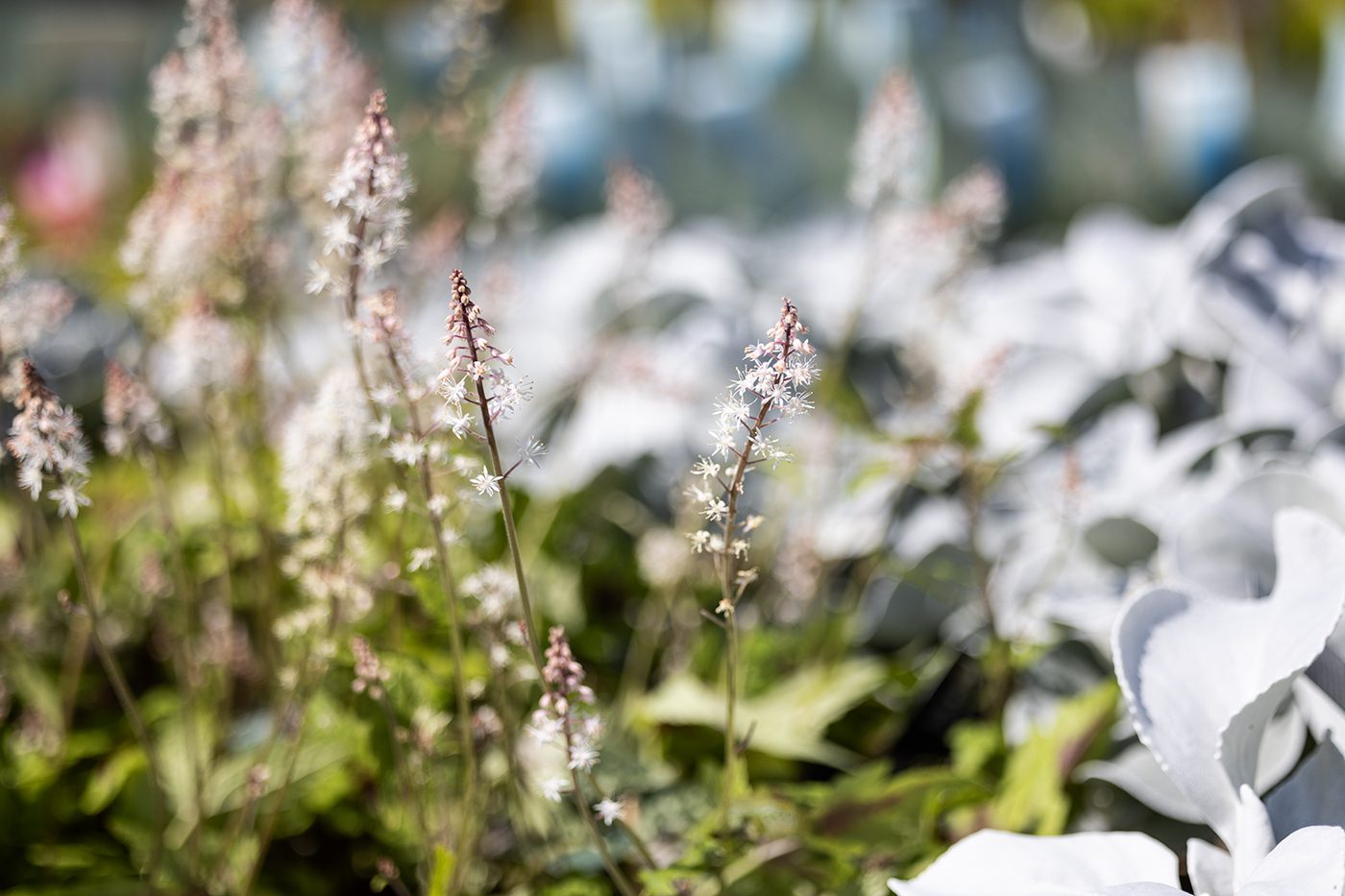 Binnenplanten