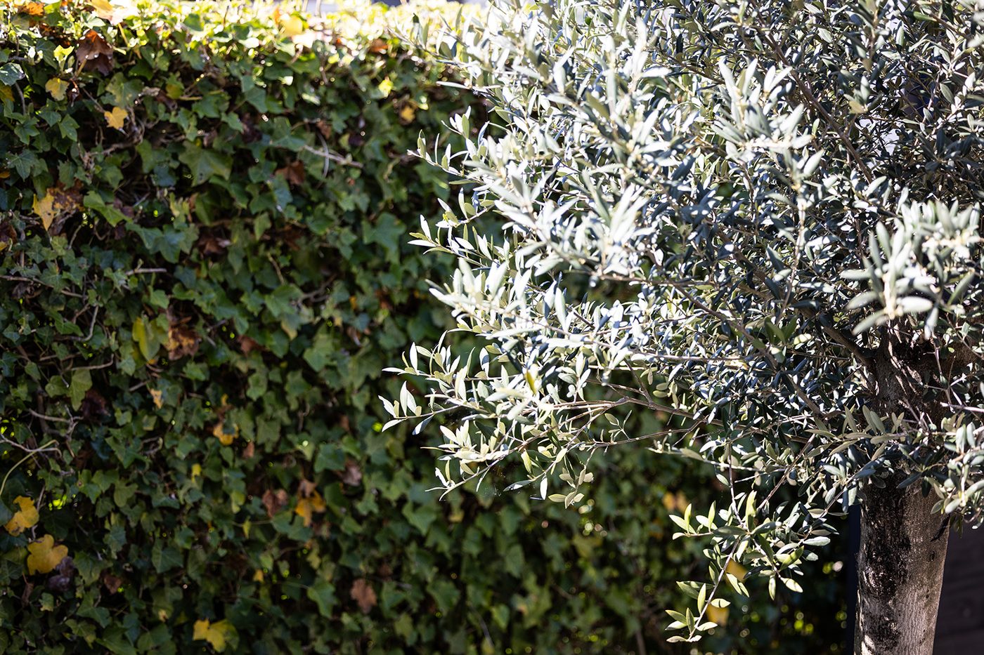 Plantenbakken